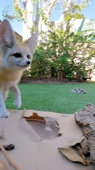 Yay playing Foxxo(s)
