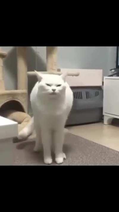 Muito boa noite meus camaradas :) musiquinha ae pls