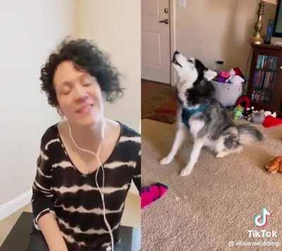 A very acceptable husky tantrum.