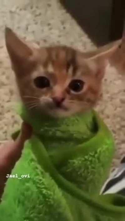 Gatito