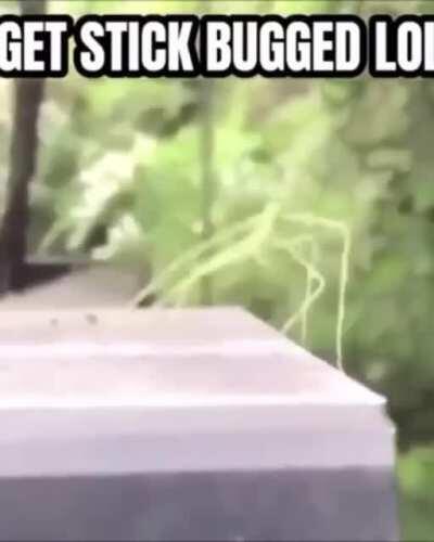 I hate being stickbugged