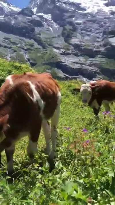 🔥 The Oeschinensee Lake is one of the highlights of Switzerland. What a beautiful view!