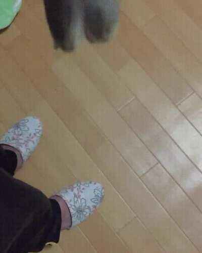 Amazing vertical sproing