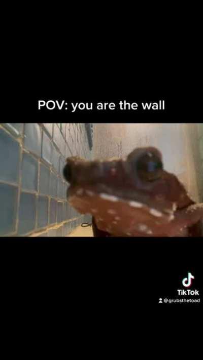 Day in the life of Grubs and his 3 brain cells