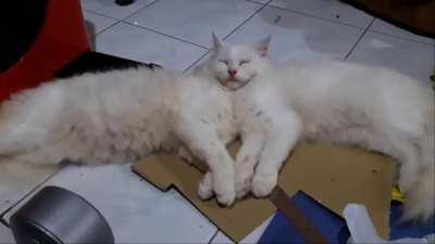 Сиамская кошка