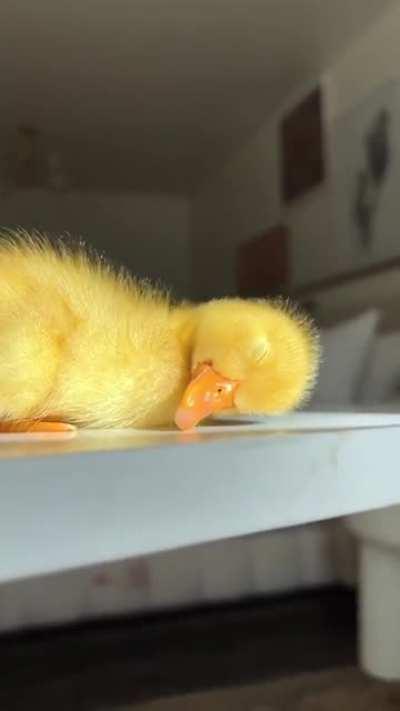 Just a sleepy little duckling...