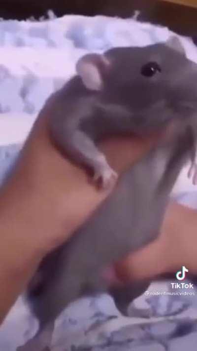 A hampter down under