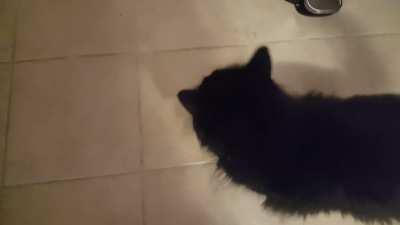 lily has an abnormally high pitched meow y'all