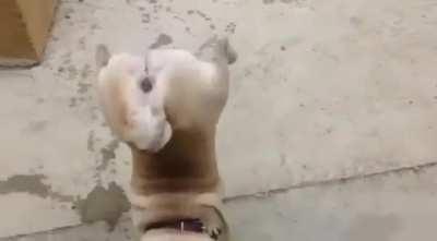 (Not my dog or OC) This dog pees in a unique way