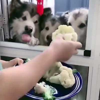 Huskies eating cauliflower! Thought this belongs here also!