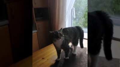 Есть в моей жизни кот!