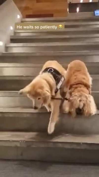 Blind dog has his own guide dog