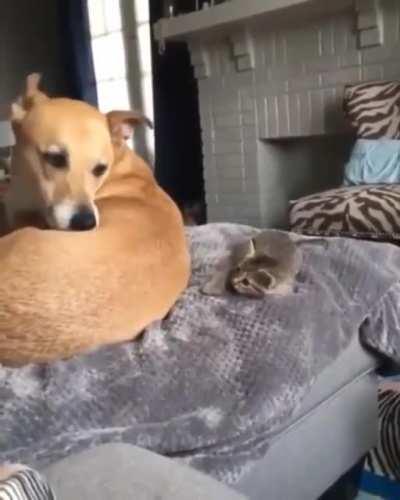 dOG uSeS tHe ForCE tO pUsH kItTen To iT's dEAth
