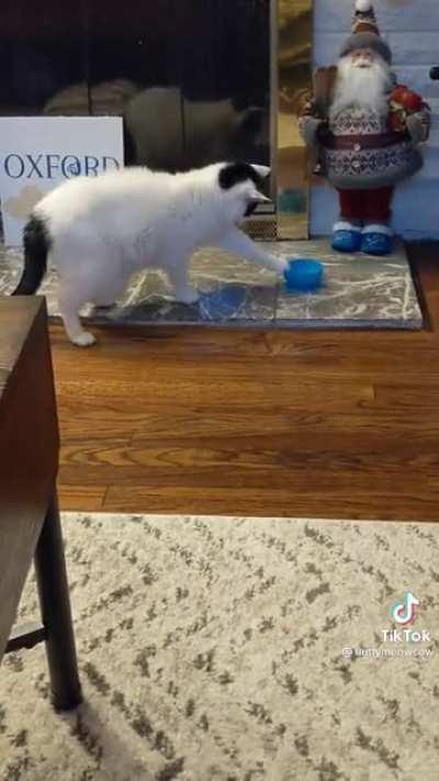 Cat tries to knock over water bowl