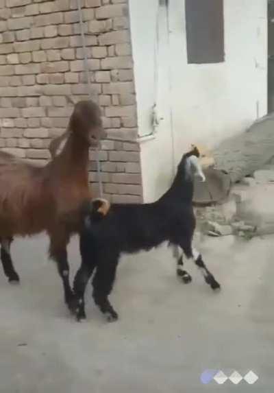 Goats gonna party 🐐🐐