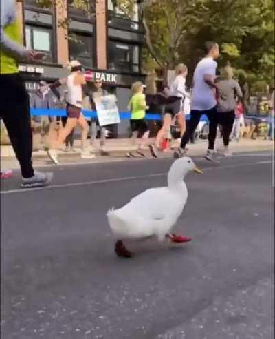 Northeastern Road Runner
