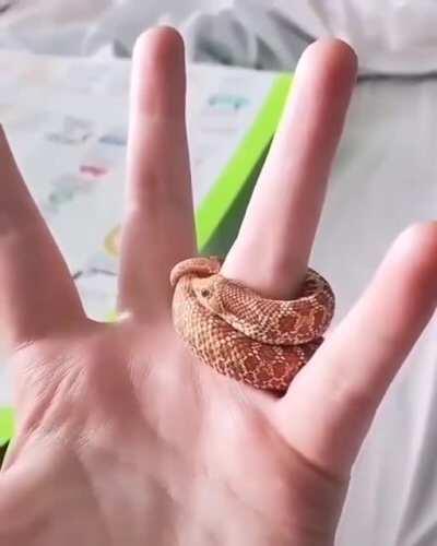 Little hognose makes the best ring