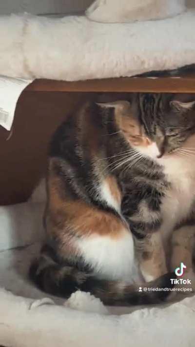 Call the police…4 cat laws broken in 4 minutes.