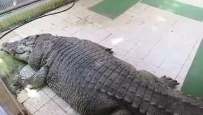 Petting a Nile crocodile