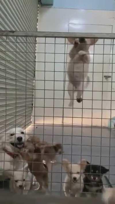 Puppy has already learned to climb..