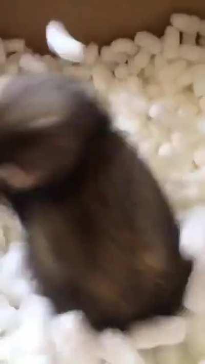 hORrIFyiNg fOOTage oF aNImaL bEInG sHIppEd AWAy aGAinST itS WiLL aS iT fIGhTs tO esCaPe