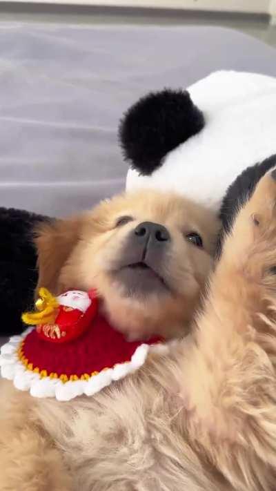 Somebody is living the worry-free life