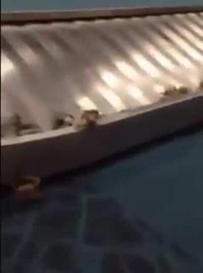 Crabbs incombing 🦀🦀🦀🦀🦀🦀