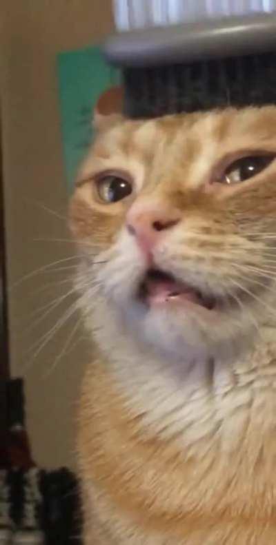 My sister’s cat, Oliver, is obsessed with being brushed! If you want him to lay with you, show him a brush! He also has a respiratory illness that causes him to breathe through his mouth