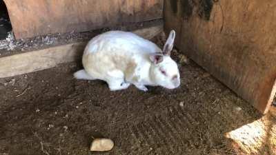 Rabbit selflessly sacrifices self, blocking the hole with his body and saving the ships crew from the vacuum of space