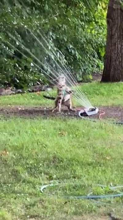 My cat lost a fight with the sprinkler