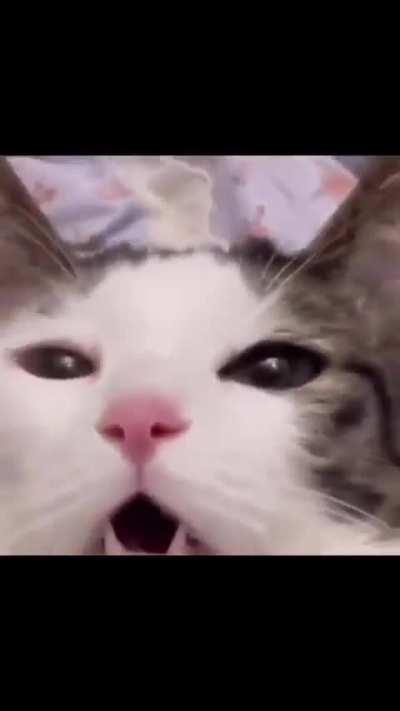 Some random cat memes 😸