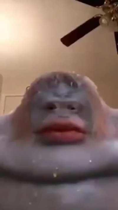 Monke scare Monke win.