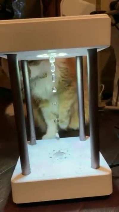 Don’t worry cat I’m just as confused.