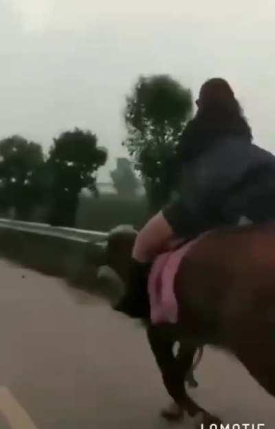 Unusual breed of horse