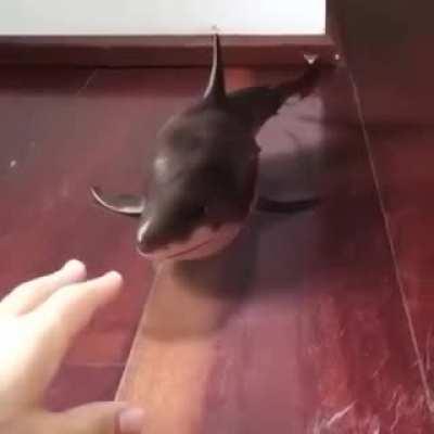 Thanks, I love baby shark