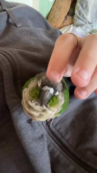 Baby Rico scritches
