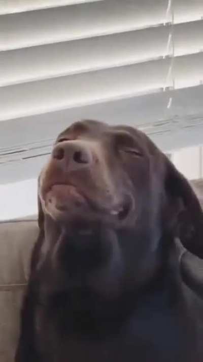 The face of no remorse 😂