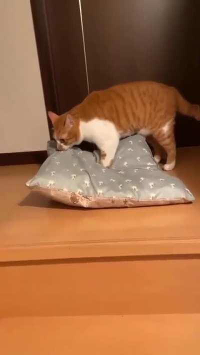 Bedtime for Orange Cat