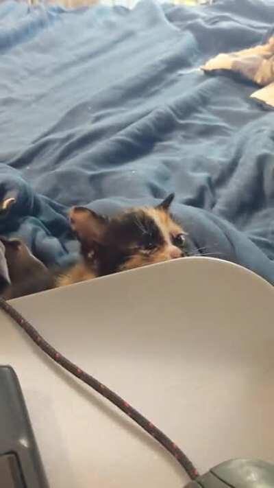 One of the foster kittens helping me work