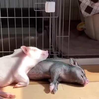 Sometimes after a long hard day of running around you just need to lie down in the sun with your best friend