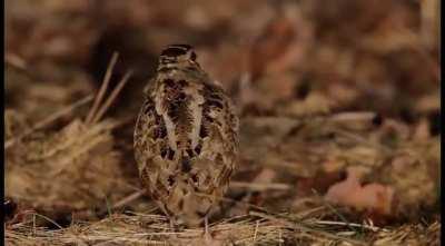 The American Woodcock, in all of its derpy glory.