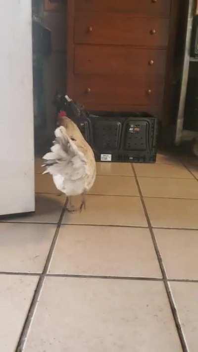 Our chicken decided to personally deliver her egg today