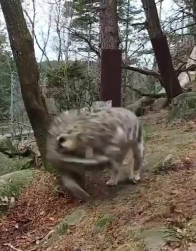 Large kitties playing