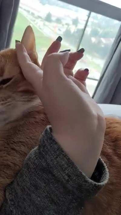 This guy demands pets then Bites then demands more pets!