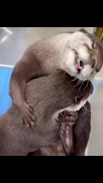 Cuddly Otters