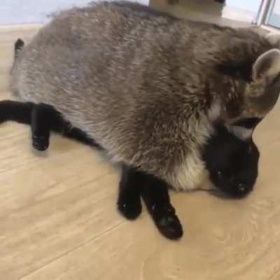 Trash panda hugs