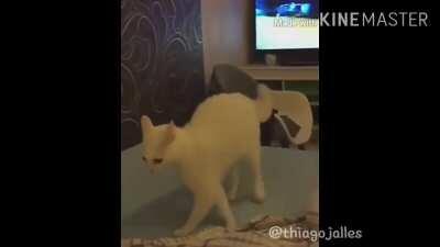 Comprei na deepweb gato.exe