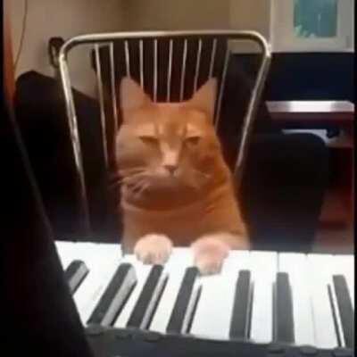 Just a cat playing the piano