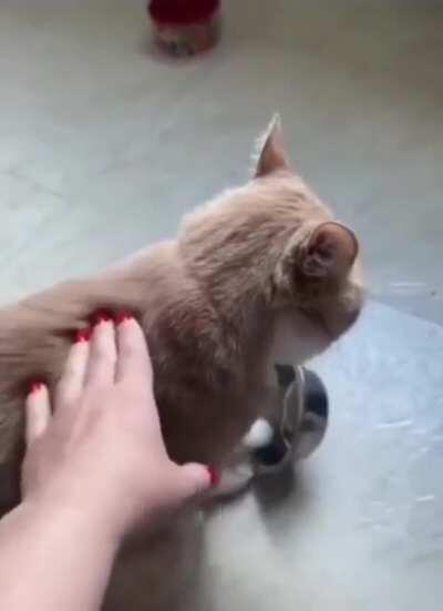 Don't. Stop me. Meow.