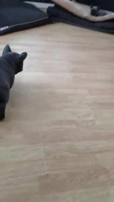 AggReSsive BeASt KilLs BrotheR